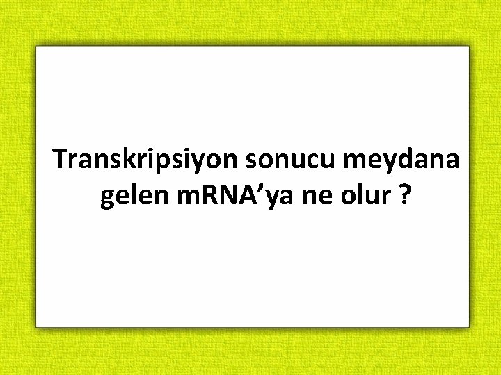 Transkripsiyon sonucu meydana gelen m. RNA’ya ne olur ? 