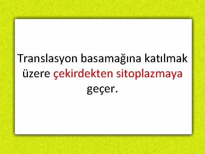 Translasyon basamağına katılmak üzere çekirdekten sitoplazmaya geçer. Translasyon basamağına katılmak üzere çekirdekten sitoplazmaya geçer.