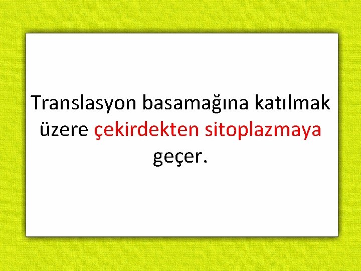 Translasyon basamağına katılmak üzere çekirdekten sitoplazmaya geçer. 