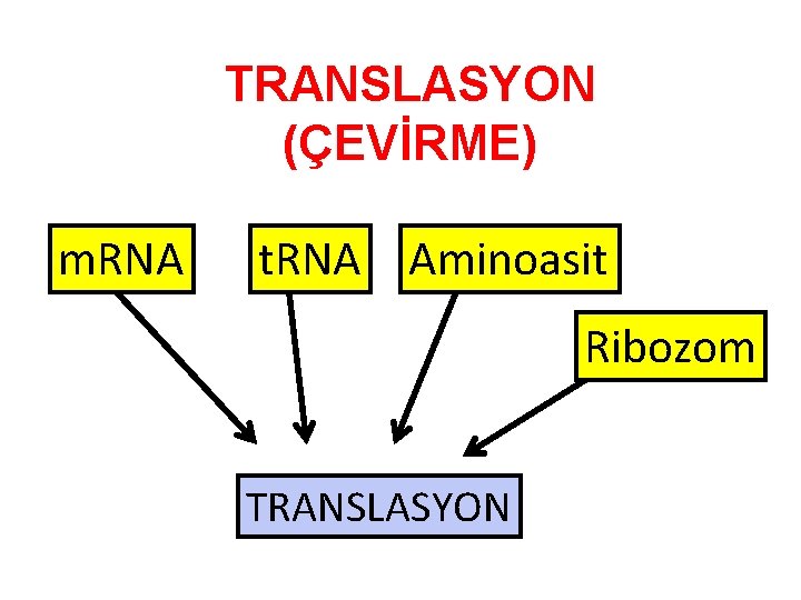 TRANSLASYON (ÇEVİRME) m. RNA t. RNA Aminoasit Ribozom TRANSLASYON TRANSLASYON (ÇEVİRME) m. RNA t. RNA Aminoasit Ribozom TRANSLASYON