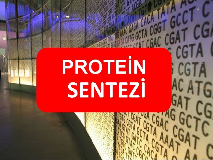 PROTEİN SENTEZİ PROTEİN SENTEZİ