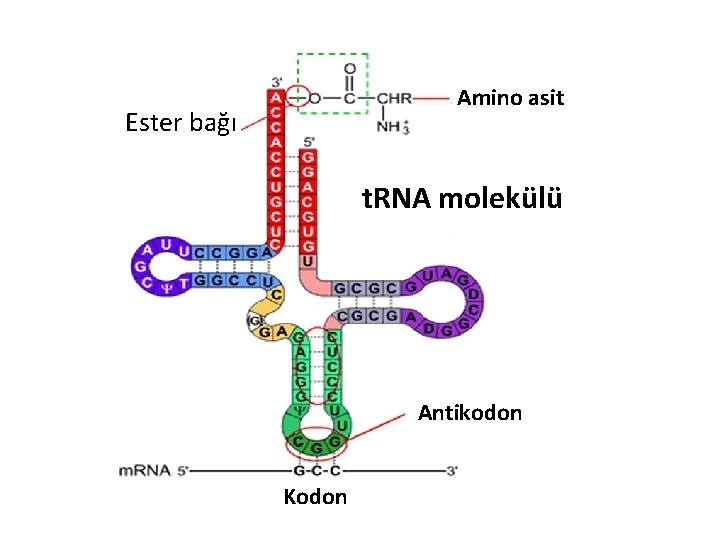 Amino asit Ester bağı t. RNA molekülü Antikodon Kodon Amino asit Ester bağı t. RNA molekülü Antikodon Kodon