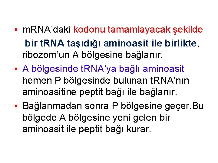 m. RNA’daki kodonu tamamlayacak şekilde bir t. RNA taşıdığı aminoasit ile birlikte, ribozom’un A m. RNA’daki kodonu tamamlayacak şekilde bir t. RNA taşıdığı aminoasit ile birlikte, ribozom’un A