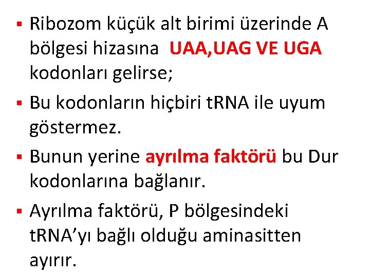 Ribozom küçük alt birimi üzerinde A bölgesi hizasına UAA, UAG VE UGA kodonları gelirse; Ribozom küçük alt birimi üzerinde A bölgesi hizasına UAA, UAG VE UGA kodonları gelirse;