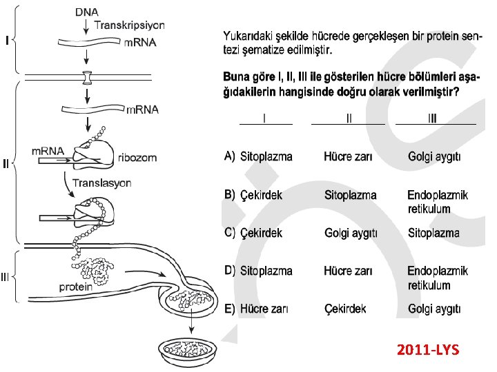 2011 -LYS 2011 -LYS