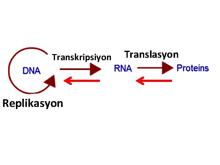Transkripsiyon Replikasyon Translasyon Transkripsiyon Replikasyon Translasyon