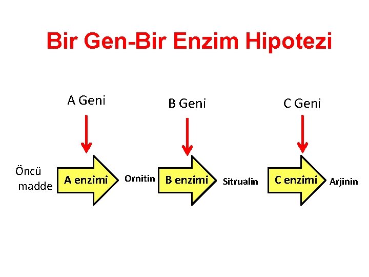 Bir Gen-Bir Enzim Hipotezi A Geni Öncü madde A enzimi B Geni Ornitin B Bir Gen-Bir Enzim Hipotezi A Geni Öncü madde A enzimi B Geni Ornitin B