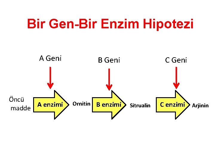 Bir Gen-Bir Enzim Hipotezi A Geni Öncü madde A enzimi B Geni Ornitin B