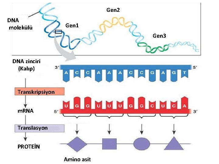 Gen 2 DNA molekülü Gen 1 Gen 3 DNA zinciri (Kalıp) Transkripsiyon m. RNA Gen 2 DNA molekülü Gen 1 Gen 3 DNA zinciri (Kalıp) Transkripsiyon m. RNA