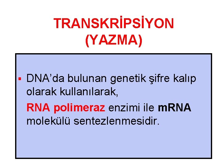 TRANSKRİPSİYON (YAZMA) § DNA’da bulunan genetik şifre kalıp olarak kullanılarak, RNA polimeraz enzimi ile