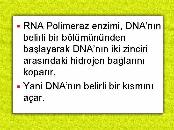 RNA Polimeraz enzimi, DNA’nın belirli bir bölümününden başlayarak DNA’nın iki zinciri arasındaki hidrojen bağlarını