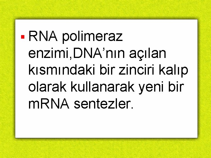 § RNA polimeraz enzimi, DNA’nın açılan kısmındaki bir zinciri kalıp olarak kullanarak yeni bir