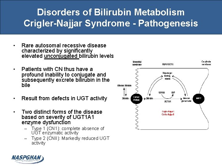 Disorders of Bilirubin Metabolism Crigler-Najjar Syndrome - Pathogenesis • Rare autosomal recessive disease characterized