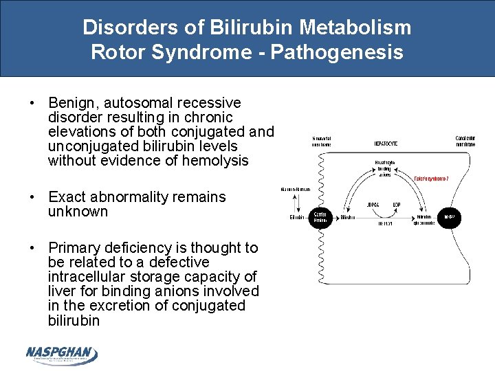 Disorders of Bilirubin Metabolism Rotor Syndrome - Pathogenesis • Benign, autosomal recessive disorder resulting