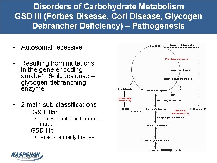Disorders of Carbohydrate Metabolism GSD III (Forbes Disease, Cori Disease, Glycogen Debrancher Deficiency) –