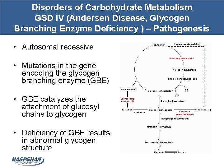 Disorders of Carbohydrate Metabolism GSD IV (Andersen Disease, Glycogen Branching Enzyme Deficiency ) –