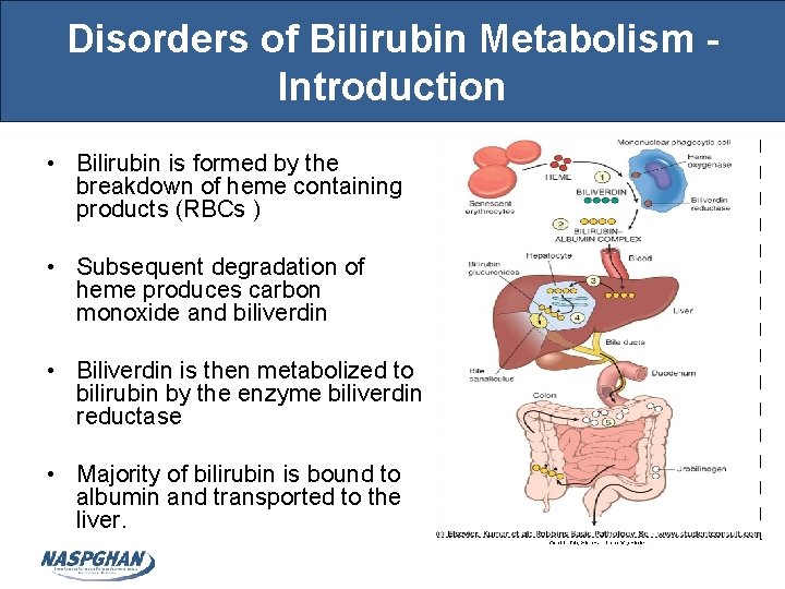 Disorders of Bilirubin Metabolism Introduction • Bilirubin is formed by the breakdown of heme