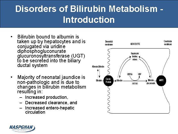 Disorders of Bilirubin Metabolism Introduction • Bilirubin bound to albumin is taken up by