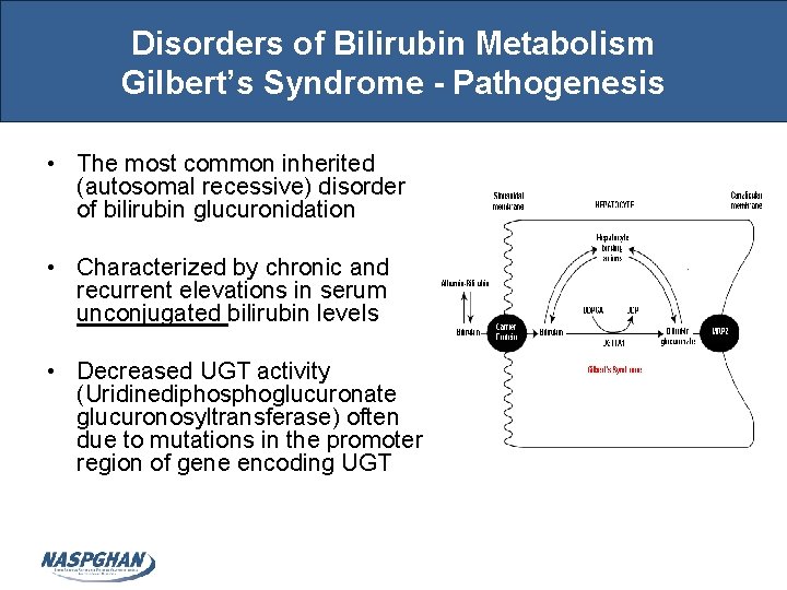 Disorders of Bilirubin Metabolism Gilbert’s Syndrome - Pathogenesis • The most common inherited (autosomal