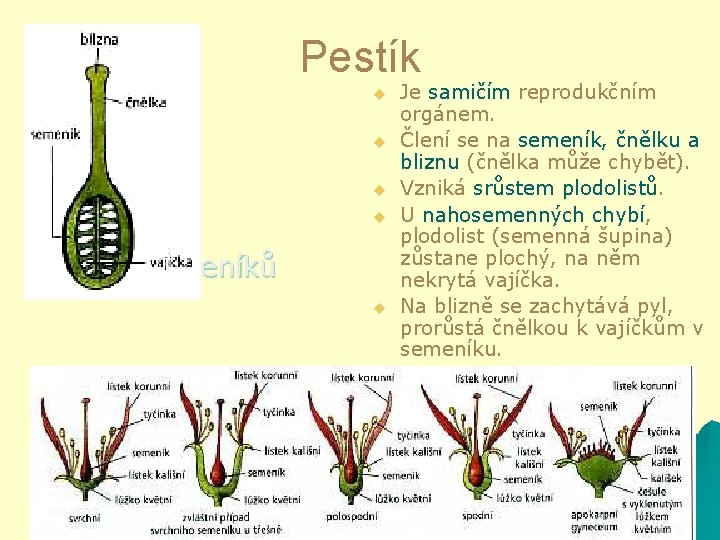 Pestík u u u Obr. semeníků u Je samičím reprodukčním orgánem. Člení se na