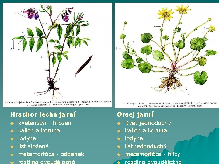 Hrachor lecha jarní u u u květenství - hrozen kalich a koruna lodyha list