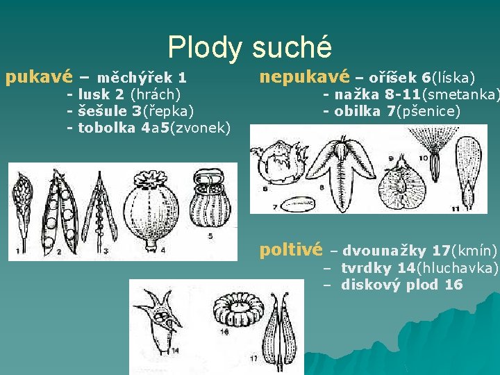 Plody suché pukavé – měchýřek 1 nepukavé – oříšek 6(líska) - lusk 2 (hrách)