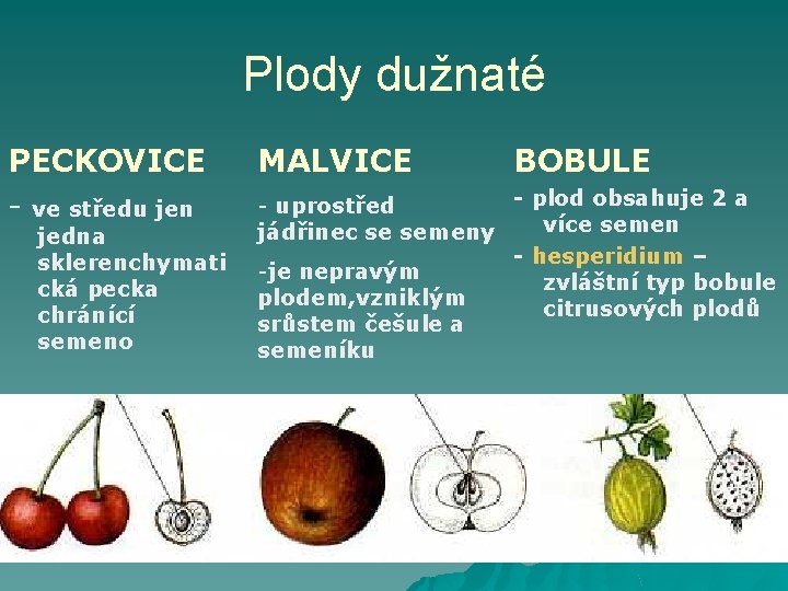 Plody dužnaté PECKOVICE - ve středu jen jedna sklerenchymati cká pecka chránící semeno MALVICE