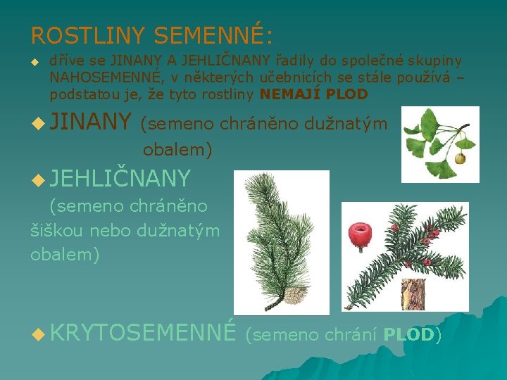 ROSTLINY SEMENNÉ: u dříve se JINANY A JEHLIČNANY řadily do společné skupiny NAHOSEMENNÉ, v