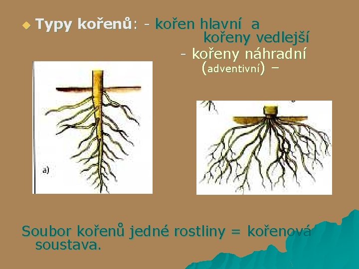 Typy kořenů: - kořen hlavní a kořeny vedlejší - kořeny náhradní (adventivní) – svazčité
