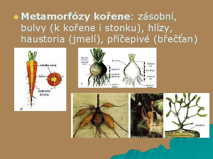 u Metamorfózy kořene: zásobní, bulvy (k kořene i stonku), hlízy, haustoria (jmelí), příčepivé (břečťan)