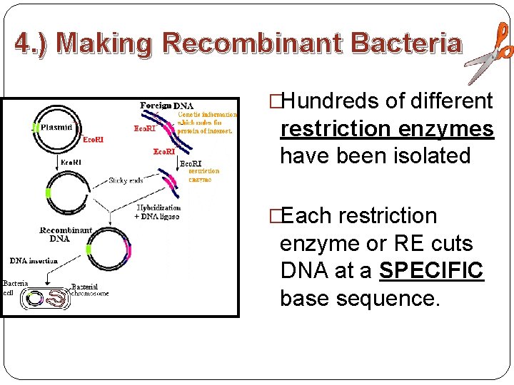 4. ) Making Recombinant Bacteria �Hundreds of different restriction enzymes have been isolated �Each