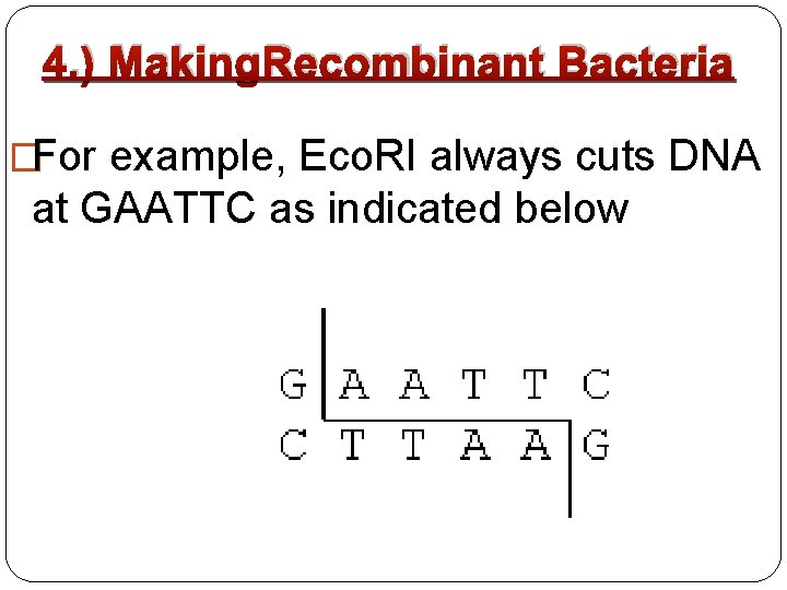 4. ) Making. Recombinant Bacteria �For example, Eco. RI always cuts DNA at GAATTC