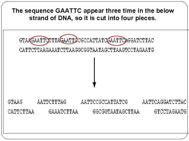 The sequence GAATTC appear three time in the below strand of DNA, so it