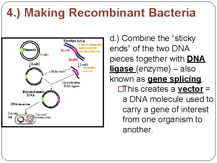 4. ) Making Recombinant Bacteria d. ) Combine the “sticky ends” of the two
