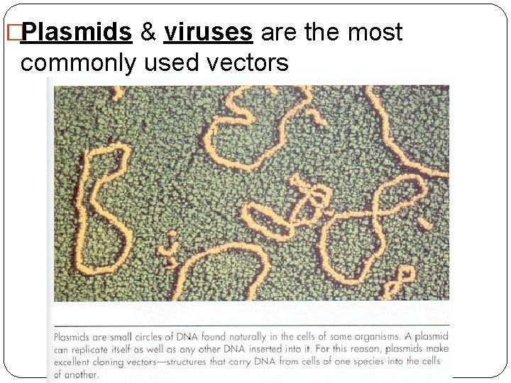 �Plasmids & viruses are the most commonly used vectors 