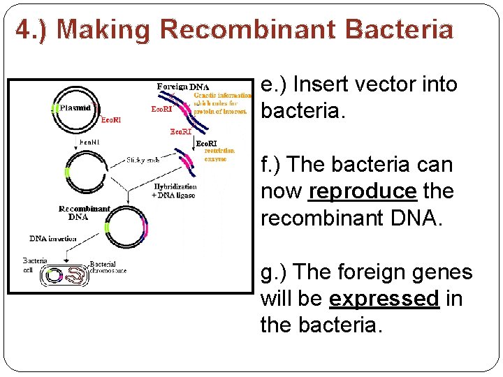 4. ) Making Recombinant Bacteria e. ) Insert vector into bacteria. f. ) The