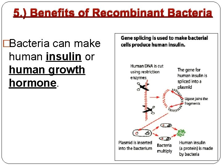 5. ) Benefits of Recombinant Bacteria �Bacteria can make human insulin or human growth