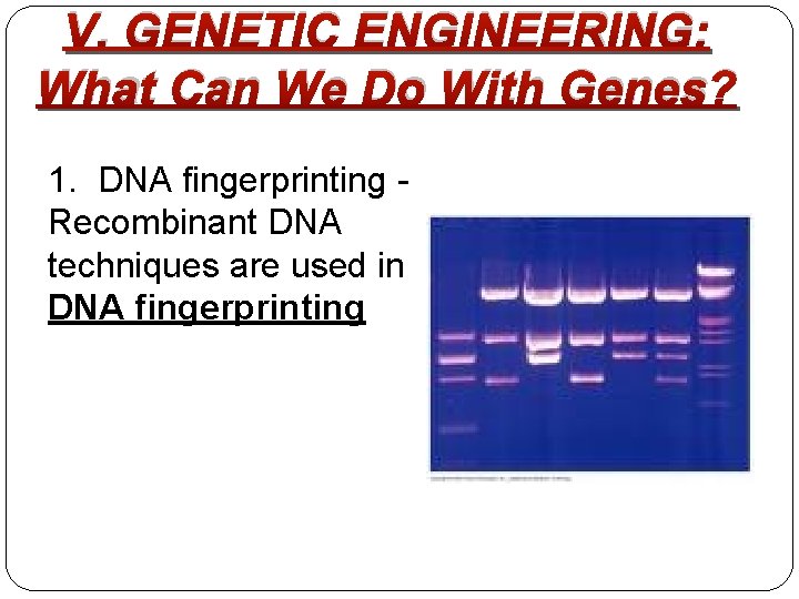 V. GENETIC ENGINEERING: What Can We Do With Genes? 1. DNA fingerprinting - Recombinant