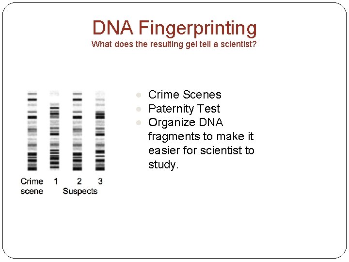 DNA Fingerprinting What does the resulting gel tell a scientist? ● Crime Scenes ●