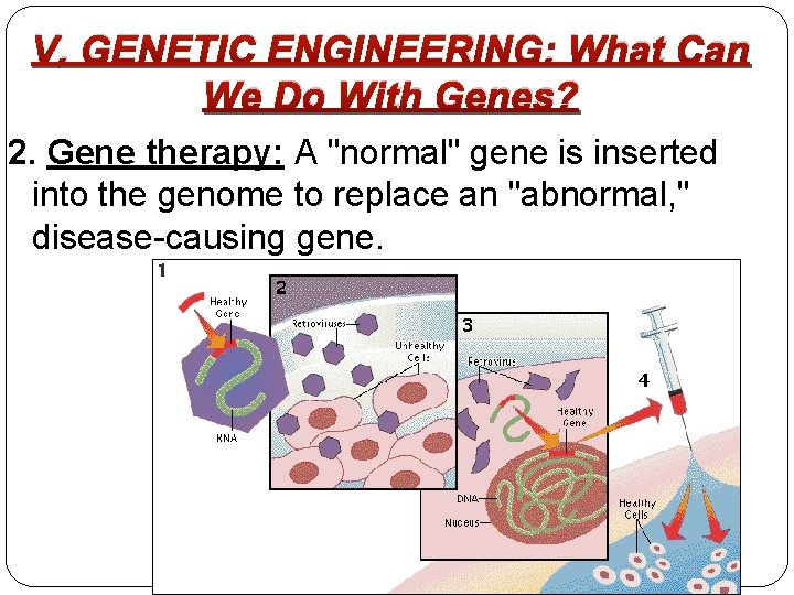 V. GENETIC ENGINEERING: What Can We Do With Genes? 2. Gene therapy: A "normal"