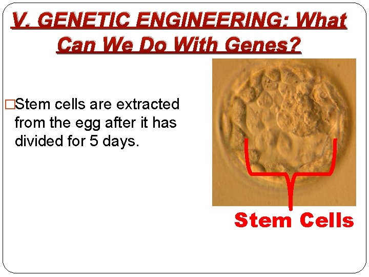 V. GENETIC ENGINEERING: What Can We Do With Genes? �Stem cells are extracted from