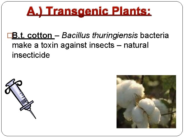 A. ) Transgenic Plants: �B. t. cotton – Bacillus thuringiensis bacteria make a toxin