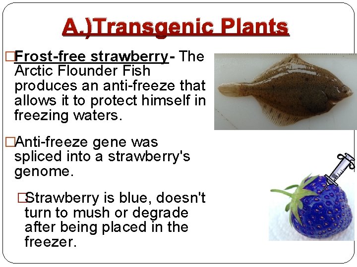 A. )Transgenic Plants �Frost-free strawberry- The Arctic Flounder Fish produces an anti-freeze that allows