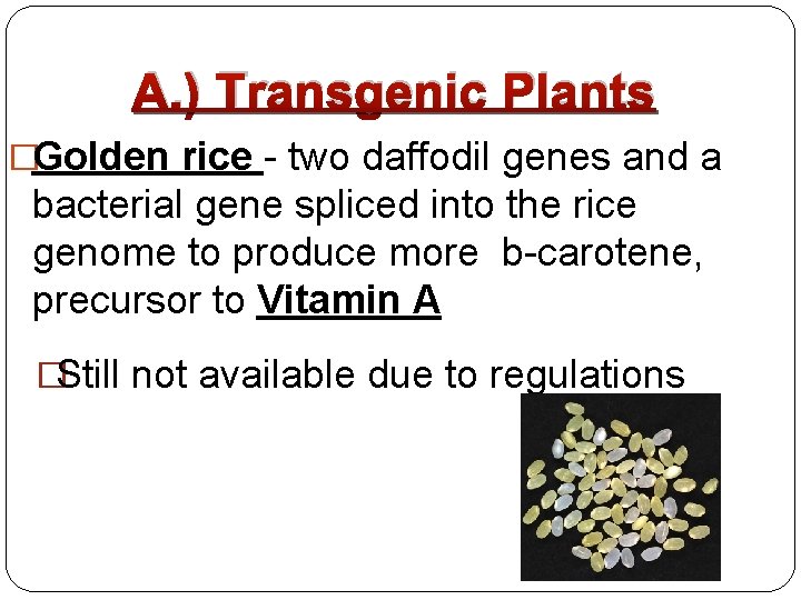 A. ) Transgenic Plants �Golden rice - two daffodil genes and a bacterial gene