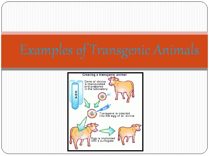 Examples of Transgenic Animals 