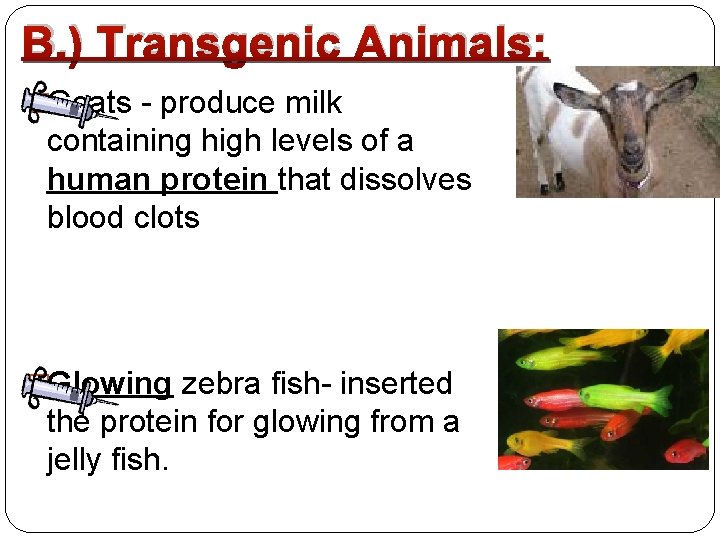 B. ) Transgenic Animals: �Goats - produce milk containing high levels of a human