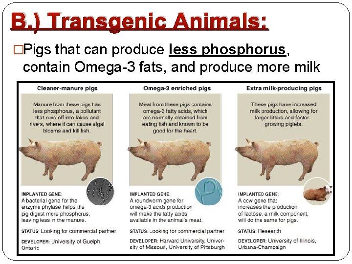 B. ) Transgenic Animals: �Pigs that can produce less phosphorus, contain Omega-3 fats, and