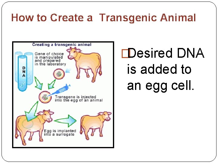 How to Create a Transgenic Animal �Desired DNA is added to an egg cell.