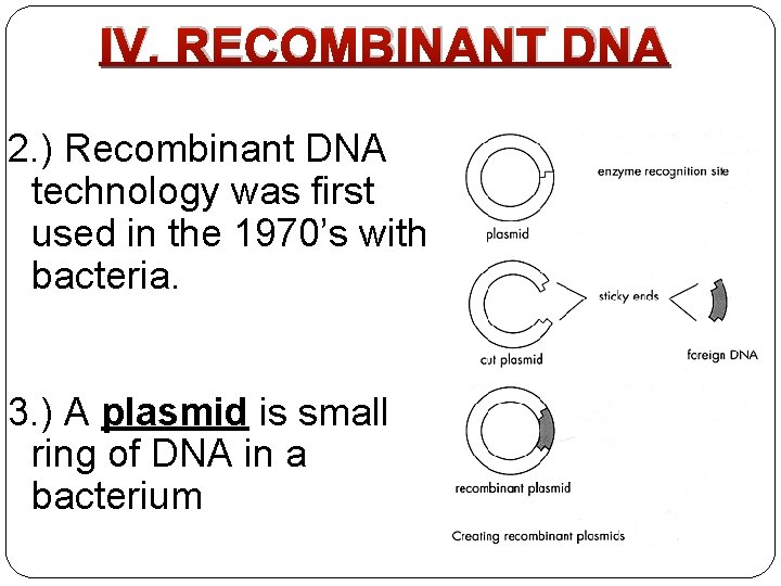 IV. RECOMBINANT DNA 2. ) Recombinant DNA technology was first used in the 1970’s