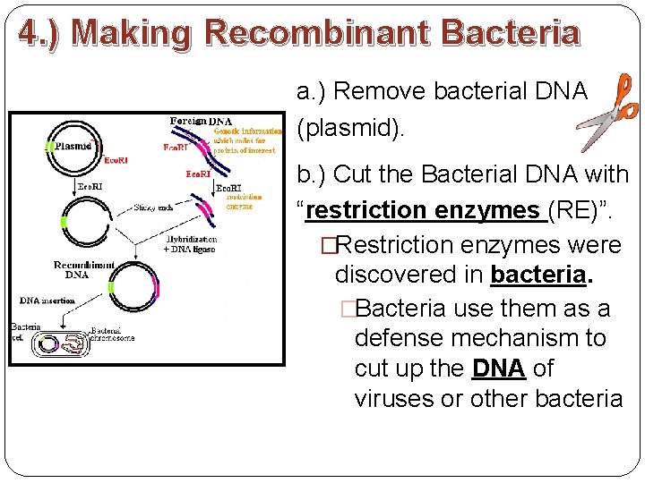 4. ) Making Recombinant Bacteria a. ) Remove bacterial DNA (plasmid). b. ) Cut